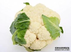 延缓衰老、抗癌防癌佳蔬——花菜