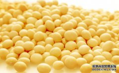 黄豆的功效作用与营养价值