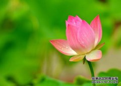 HaiT法师：关于放生与素食的问答